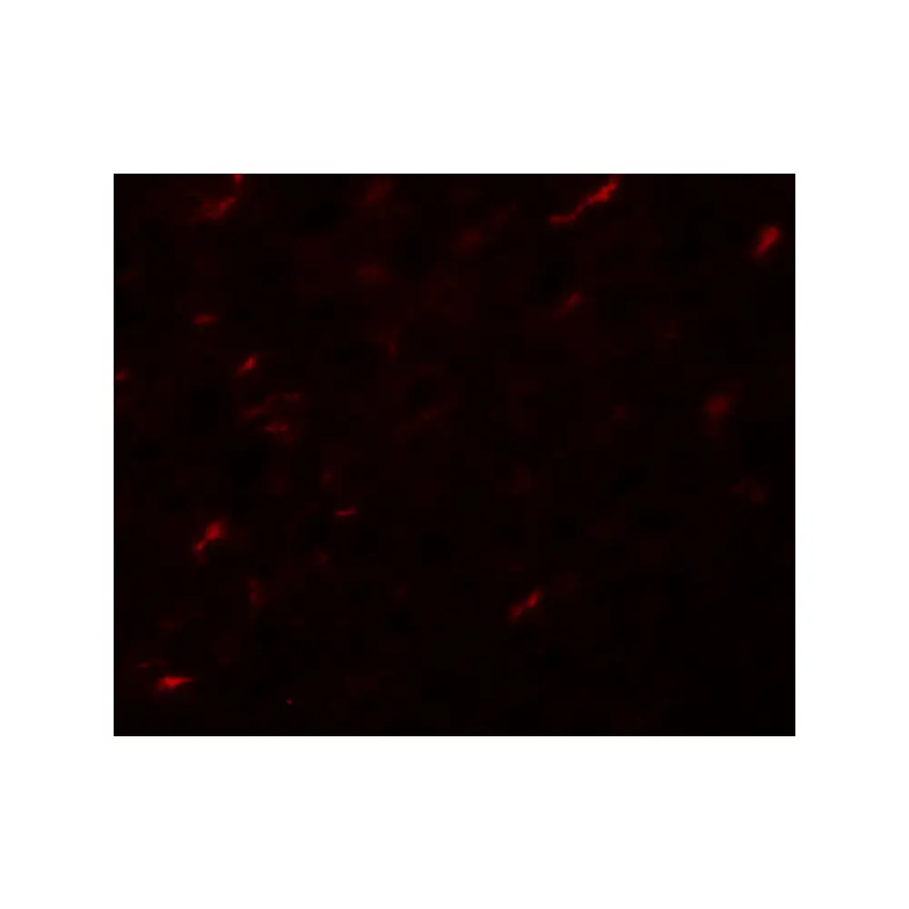 ProSci 5731_S APC7 Antibody, ProSci, 0.02 mg/Unit Secondary Image