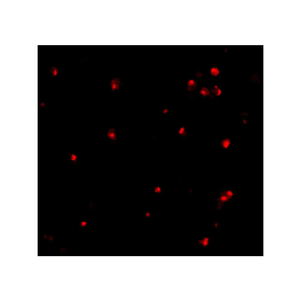 ProSci 3617 APG7 Antibody, ProSci, 0.1 mg/Unit Tertiary Image