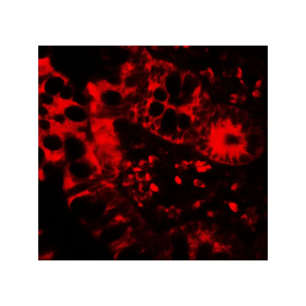 ProSci 7725_S APOBEC3B Antibody, ProSci, 0.02 mg/Unit Tertiary Image