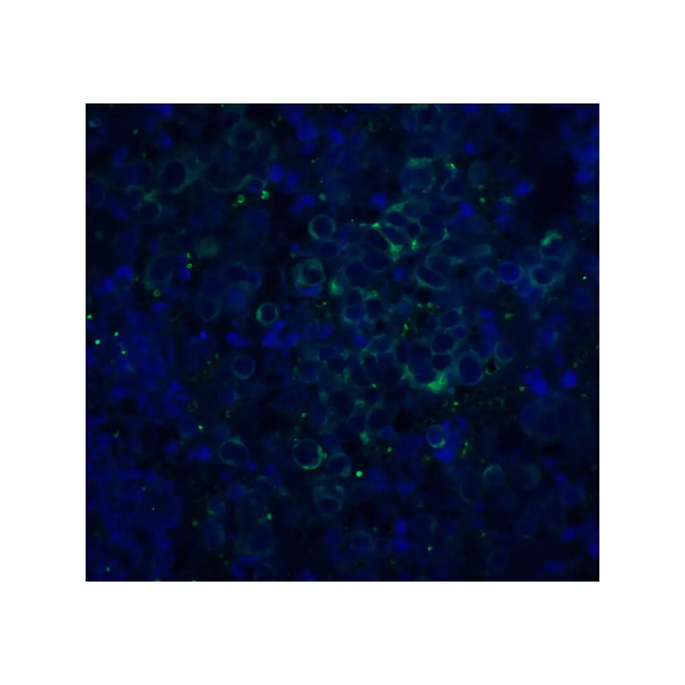 ProSci 2133 APP Antibody, ProSci, 0.1 mg/Unit Quaternary Image