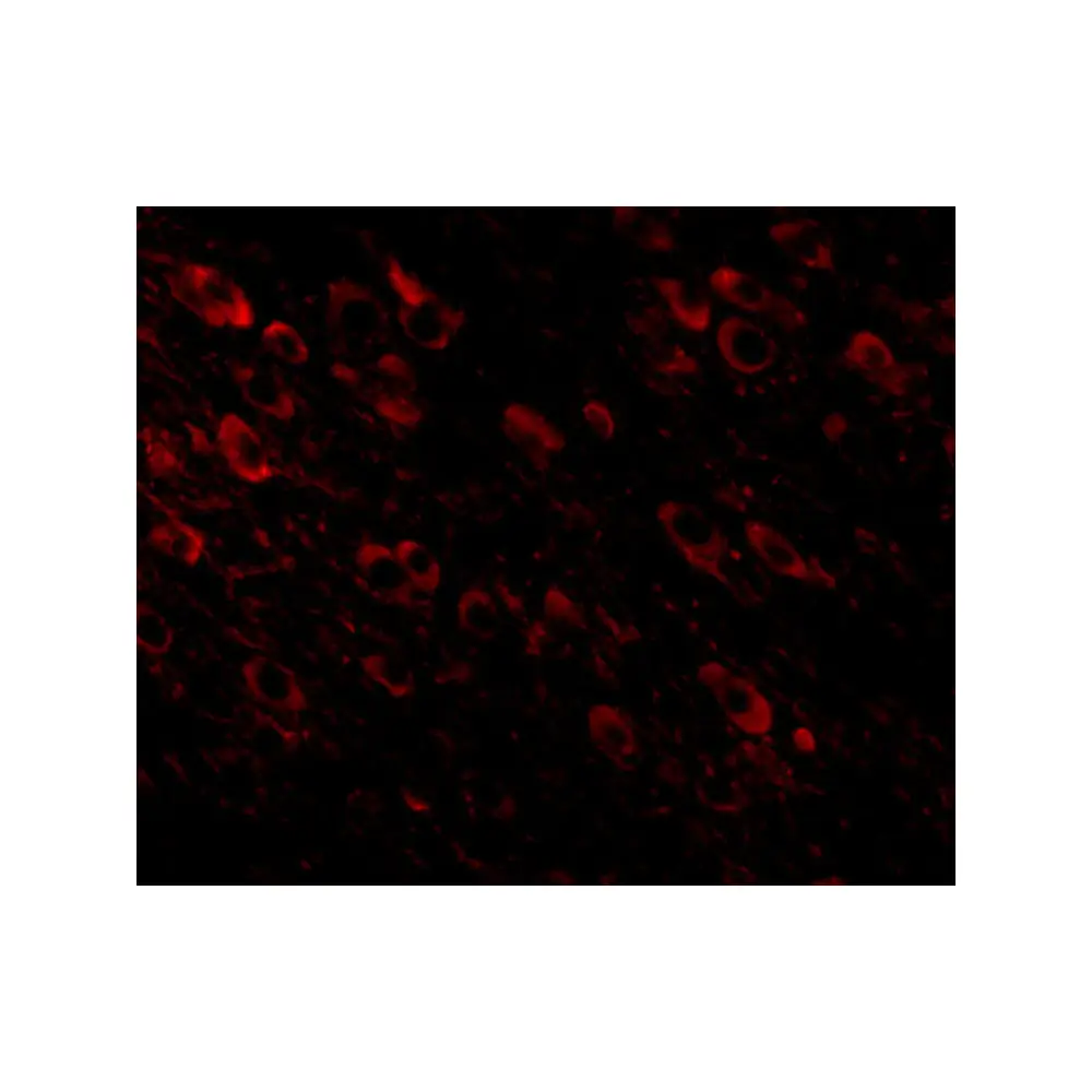 ProSci 5129 APP Antibody, ProSci, 0.1 mg/Unit Tertiary Image
