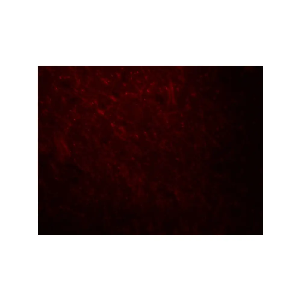 ProSci 8173_S ARID1A Antibody, ProSci, 0.02 mg/Unit Tertiary Image