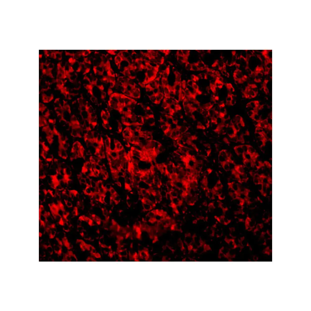 ProSci 3305_S ARMER Antibody, ProSci, 0.02 mg/Unit Tertiary Image