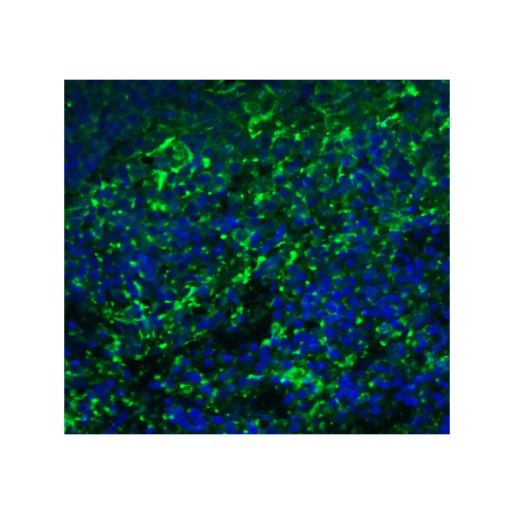 ProSci 7643_S ARR3 Antibody, ProSci, 0.02 mg/Unit Tertiary Image