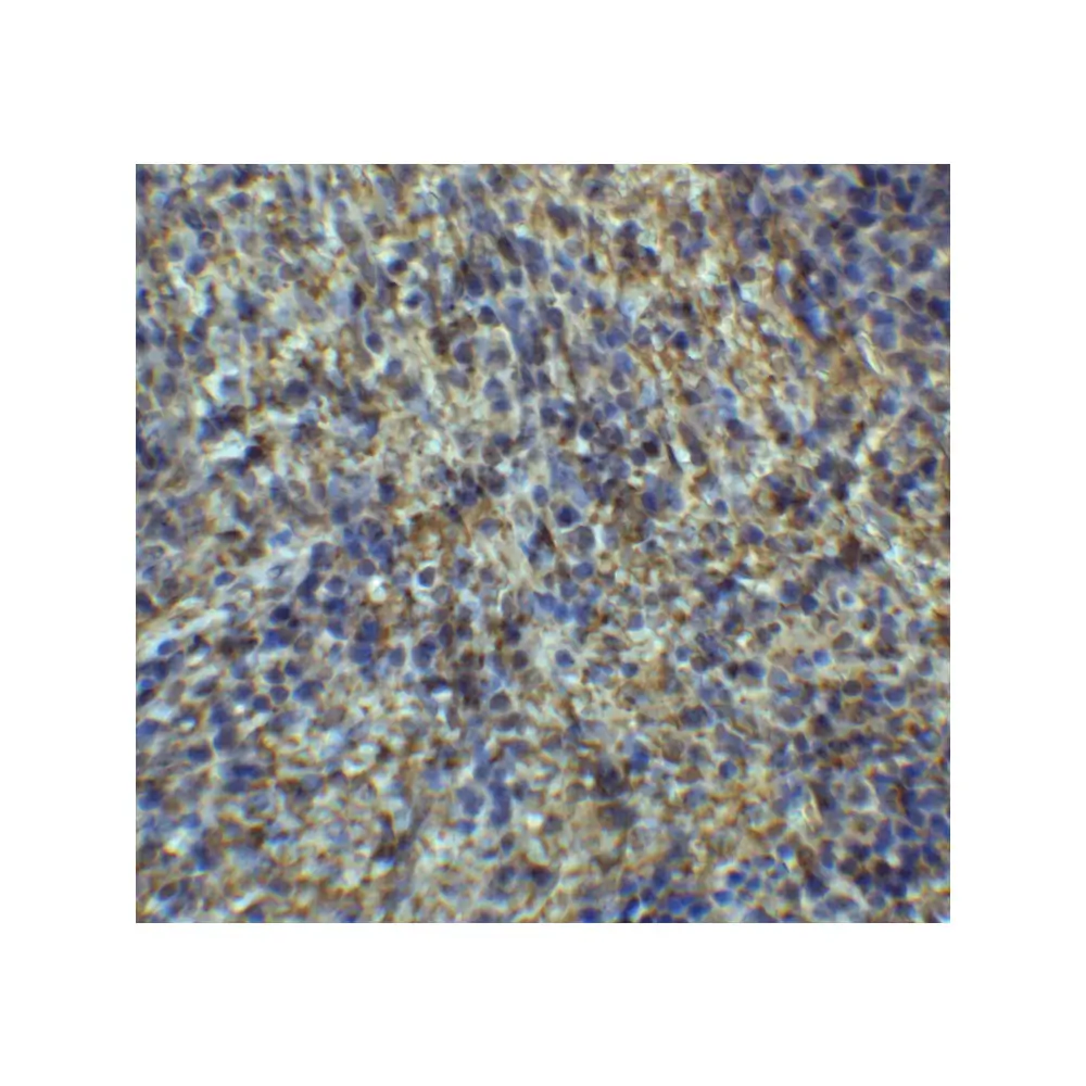 ProSci 7643_S ARR3 Antibody, ProSci, 0.02 mg/Unit Secondary Image
