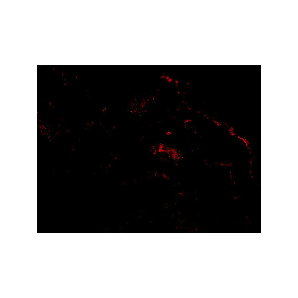 ProSci 3025 ARTS Antibody, ProSci, 0.1 mg/Unit Tertiary Image