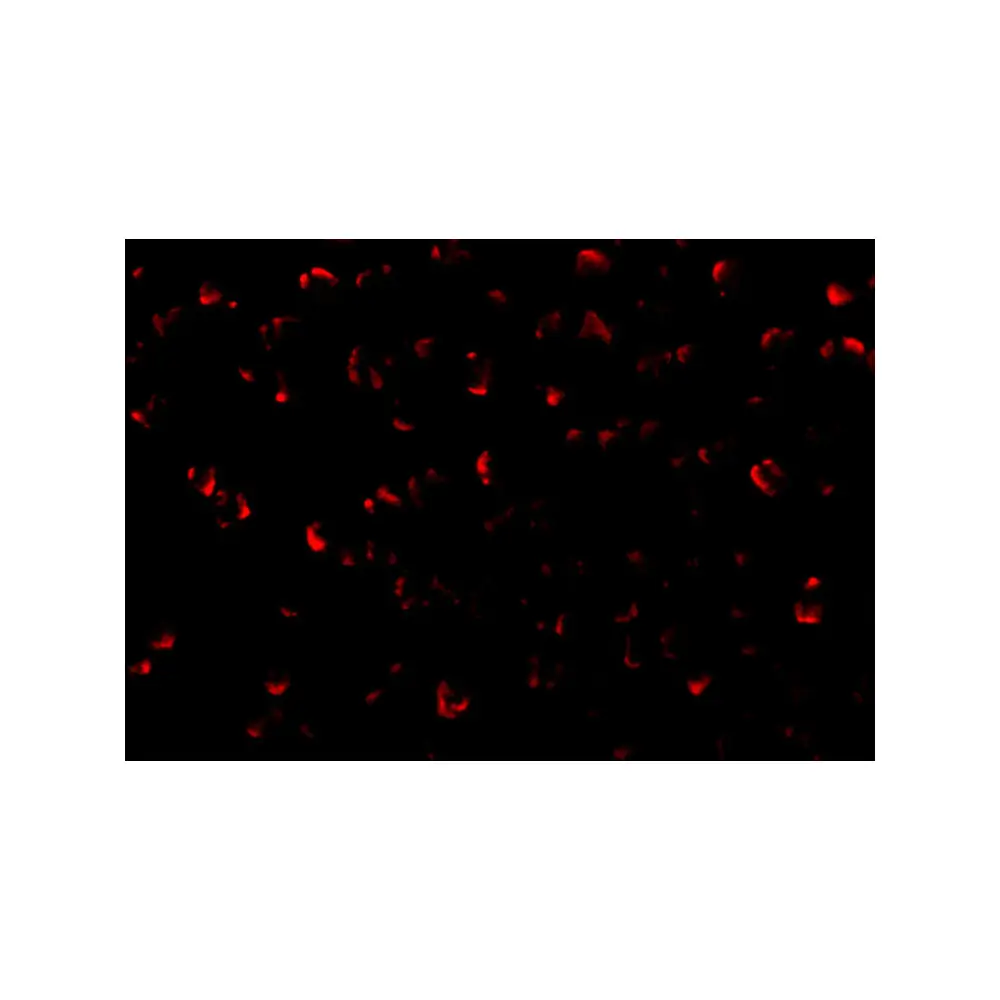 ProSci 1151_S ASK1 Antibody, ProSci, 0.02 mg/Unit Tertiary Image