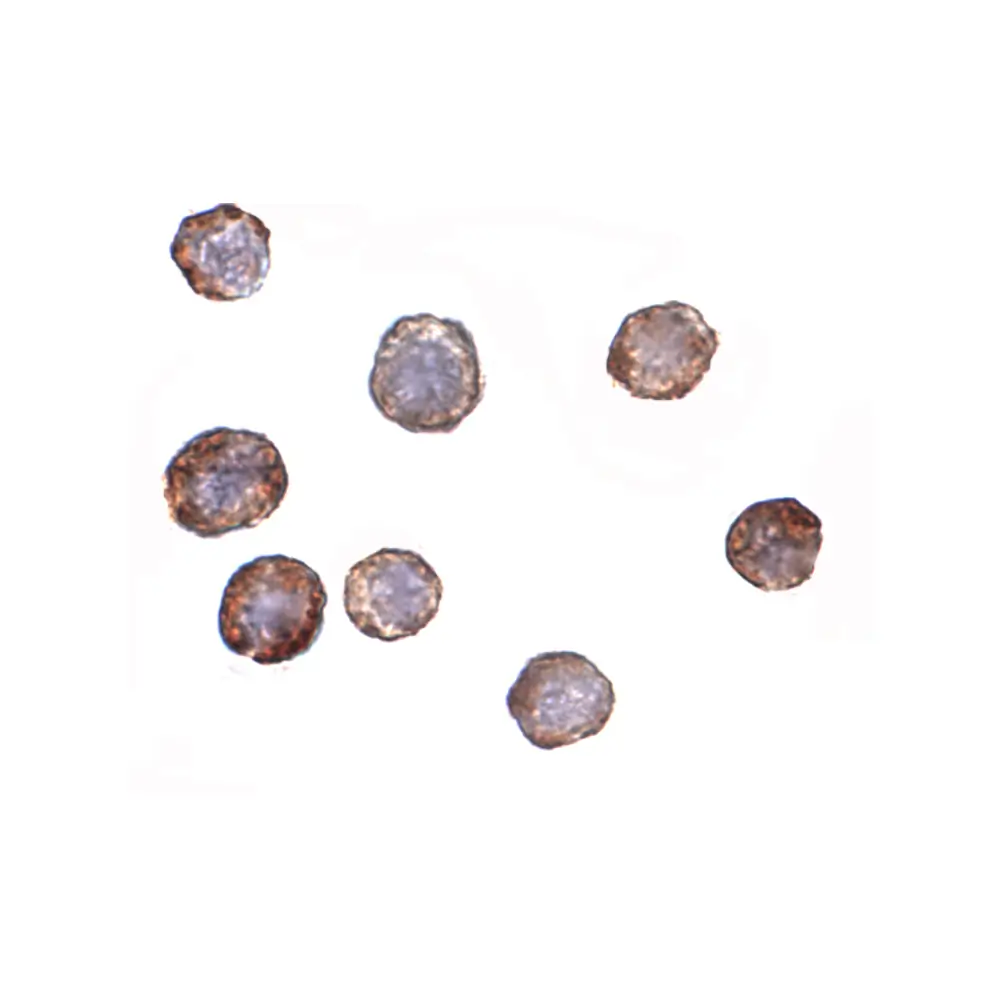 ProSci 4425 ATG16 Antibody, ProSci, 0.1 mg/Unit Secondary Image