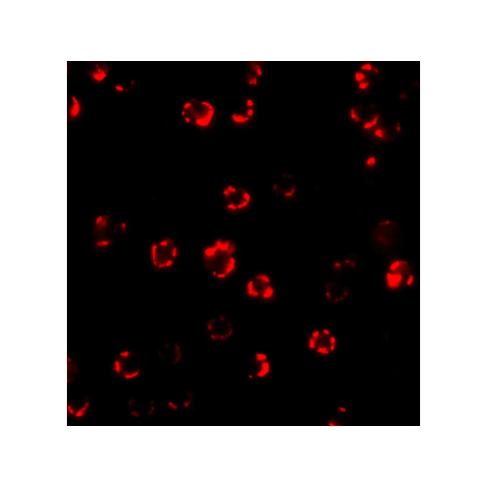 ProSci 4427_S ATG16 Antibody, ProSci, 0.02 mg/Unit Tertiary Image