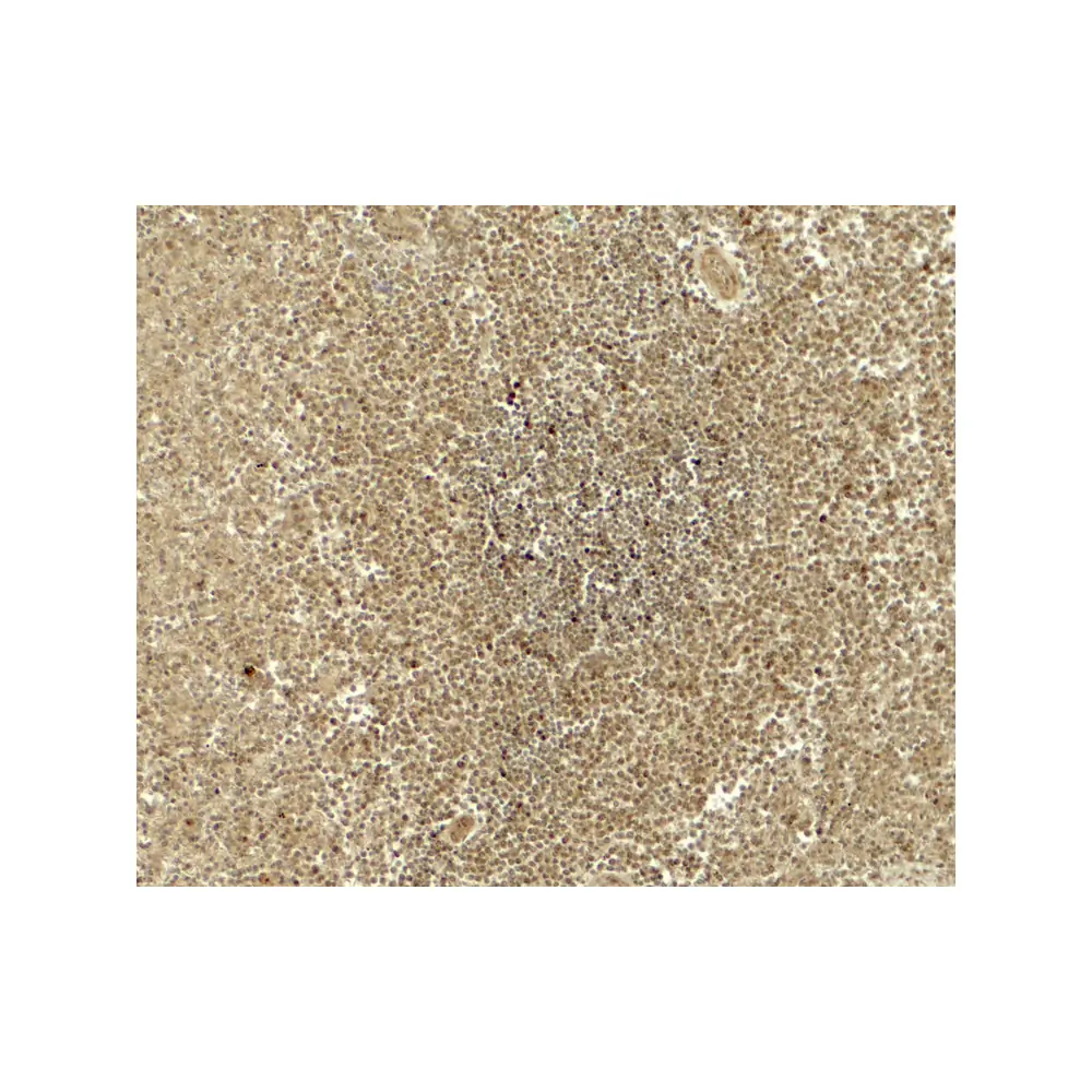 ProSci 8073_S ATG4B Antibody, ProSci, 0.02 mg/Unit Secondary Image