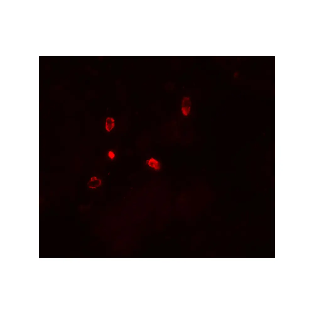 ProSci 8075_S ATG4D Antibody, ProSci, 0.02 mg/Unit Tertiary Image