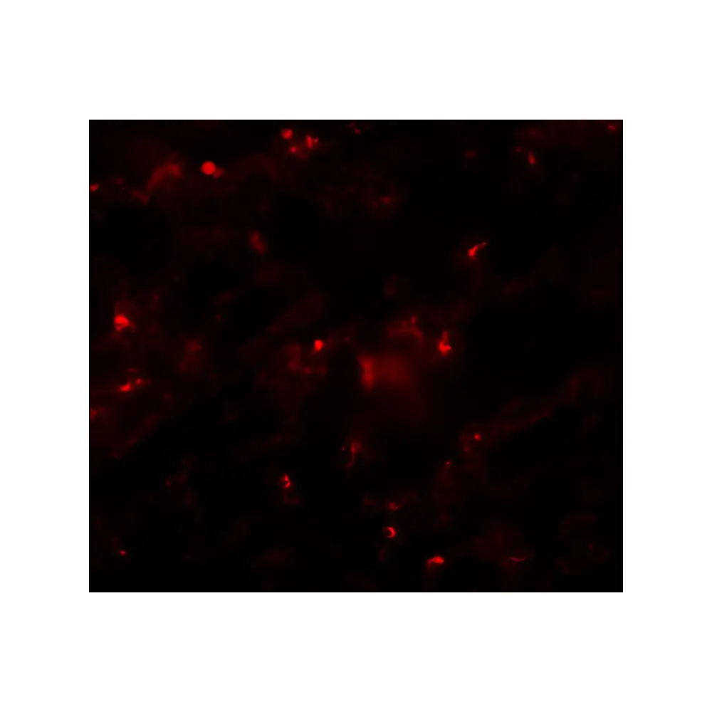 ProSci 6163 AXIN2 Antibody, ProSci, 0.1 mg/Unit Tertiary Image