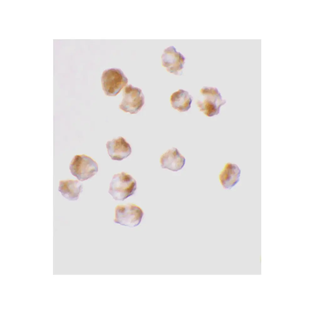 ProSci 2215_S Acinus Antibody, ProSci, 0.02 mg/Unit Secondary Image