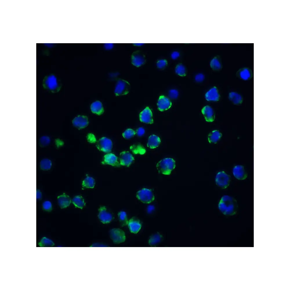 ProSci 2215_S Acinus Antibody, ProSci, 0.02 mg/Unit Quaternary Image