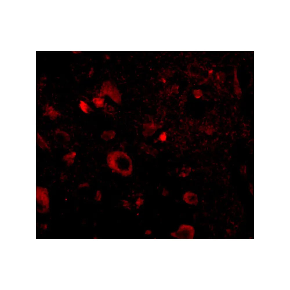 ProSci 4853_S Aipl1 Antibody, ProSci, 0.02 mg/Unit Tertiary Image