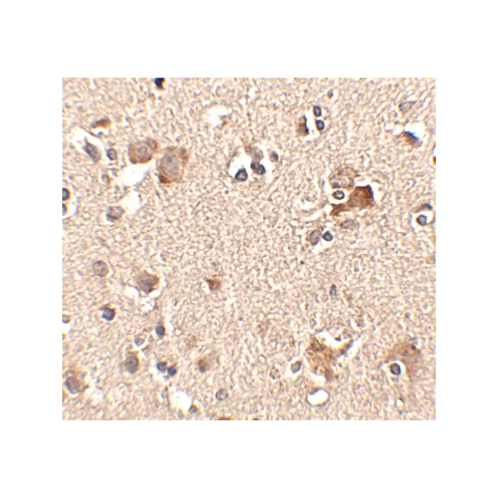 ProSci 4865_S Aipl1 Antibody, ProSci, 0.02 mg/Unit Secondary Image