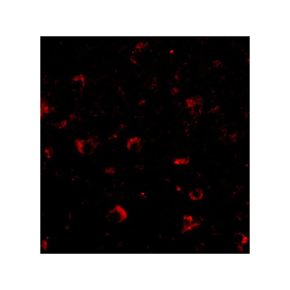 ProSci 4555 Ambra1 Antibody, ProSci, 0.1 mg/Unit Tertiary Image