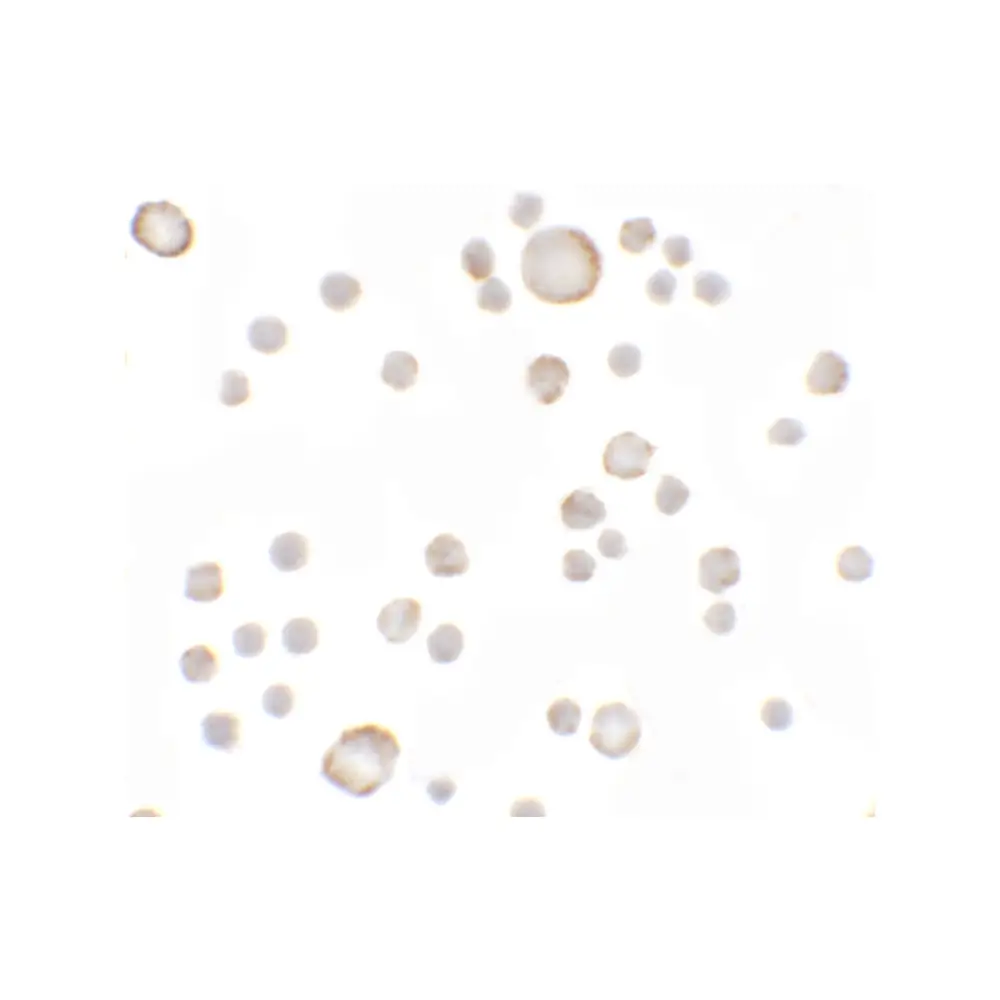 ProSci 6367_S Anosmin Antibody, ProSci, 0.02 mg/Unit Secondary Image