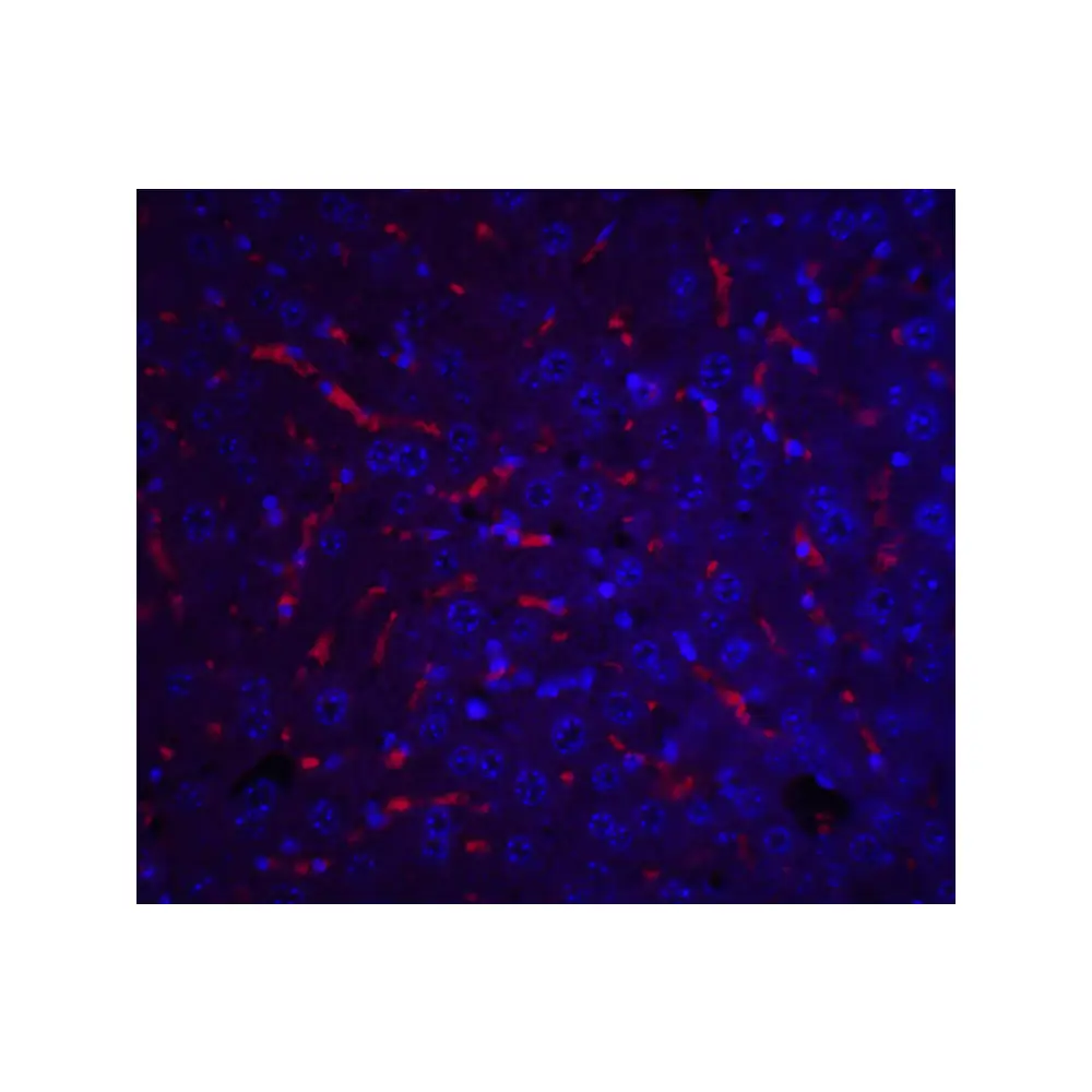 ProSci 5097 ApoA1 Antibody, ProSci, 0.1 mg/Unit Tertiary Image