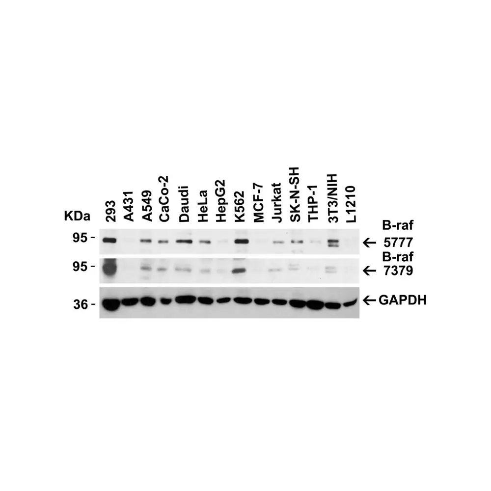 ProSci 5777 B-raf Antibody, ProSci, 0.1 mg/Unit Secondary Image