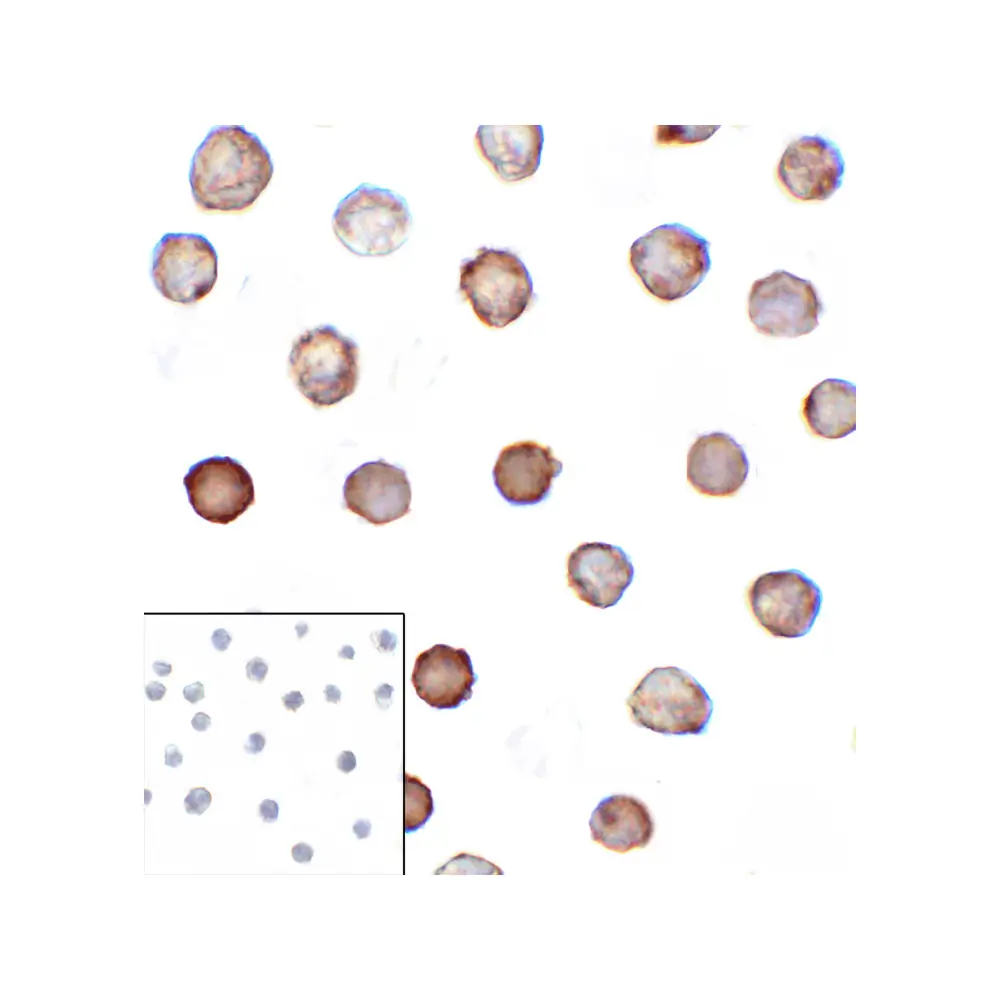 ProSci RF16093_S B7H3 Antibody [4H3], ProSci, 0.02 mg/Unit Secondary Image