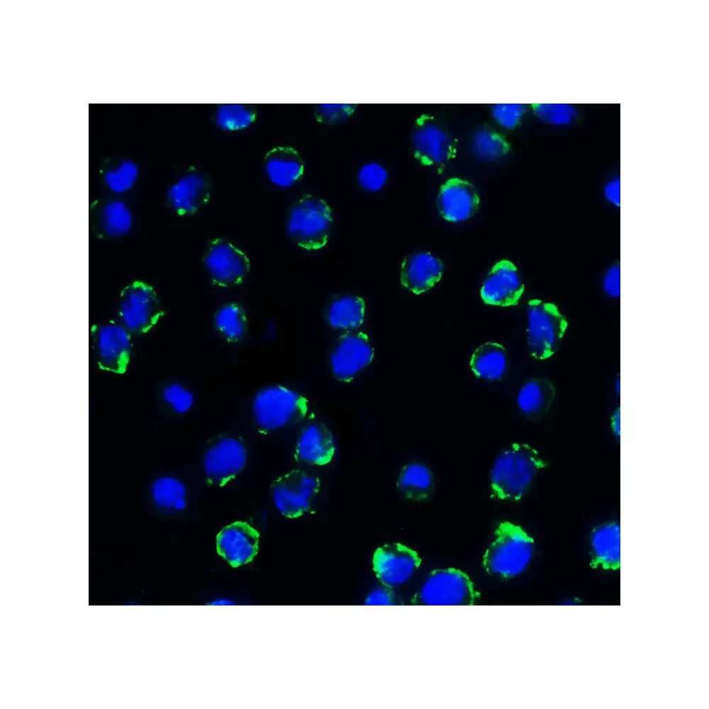 ProSci RF16093_S B7H3 Antibody [4H3], ProSci, 0.02 mg/Unit Tertiary Image