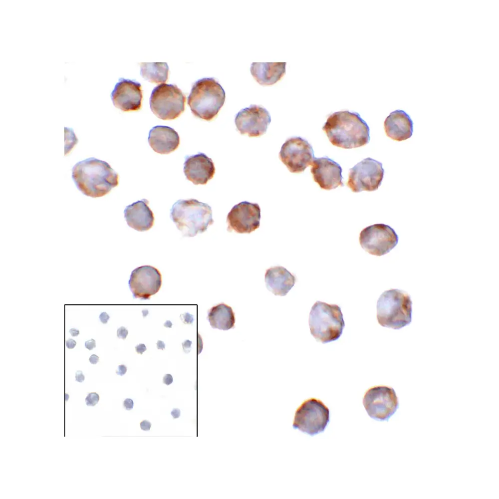 ProSci RF16094 B7H3 Antibody [7B3], ProSci, 0.1 mg/Unit Primary Image