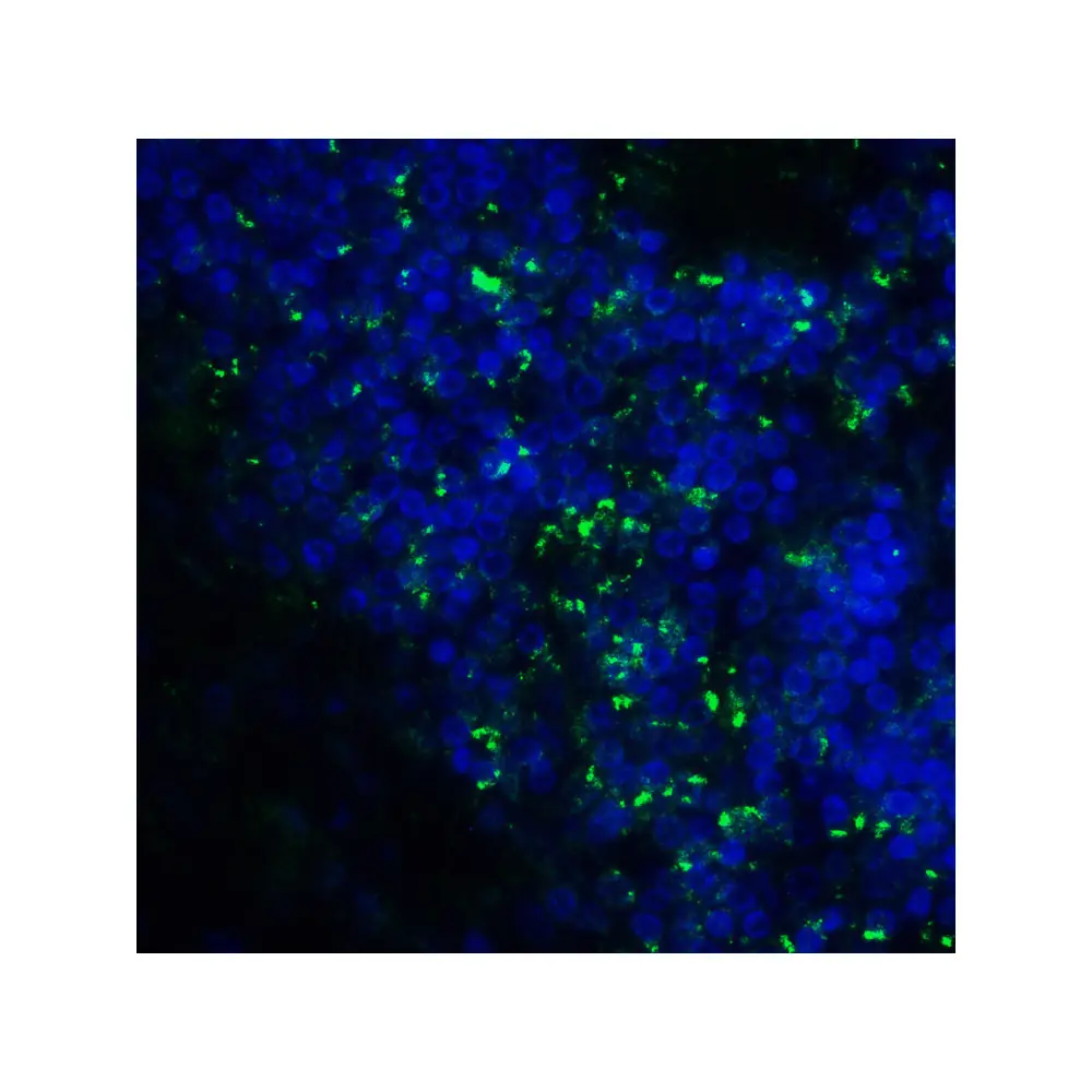 ProSci RF16094 B7H3 Antibody [7B3], ProSci, 0.1 mg/Unit Tertiary Image