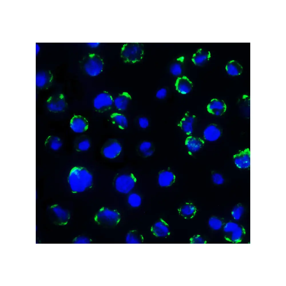 ProSci RF16094_S B7H3 Antibody [7B3], ProSci, 0.02 mg/Unit Secondary Image