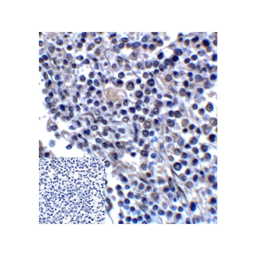 ProSci RF16094_S B7H3 Antibody [7B3], ProSci, 0.02 mg/Unit Quaternary Image