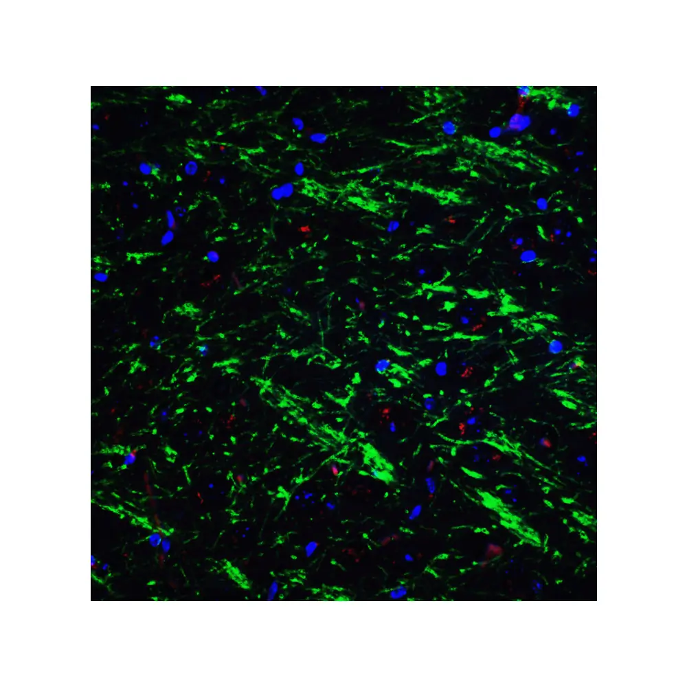 ProSci 3869 BAG-1 Antibody, ProSci, 0.1 mg/Unit Tertiary Image