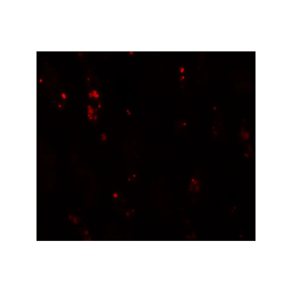 ProSci 5977 BANP Antibody, ProSci, 0.1 mg/Unit Tertiary Image