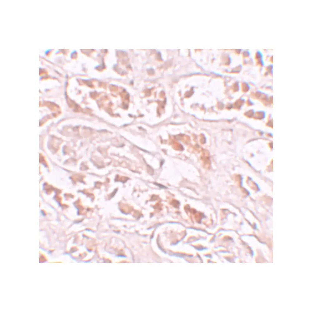 ProSci 5977 BANP Antibody, ProSci, 0.1 mg/Unit Secondary Image