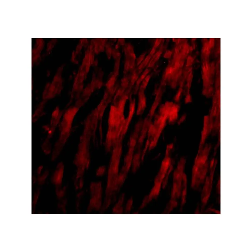 ProSci 3667 BAP29 Antibody, ProSci, 0.1 mg/Unit Tertiary Image