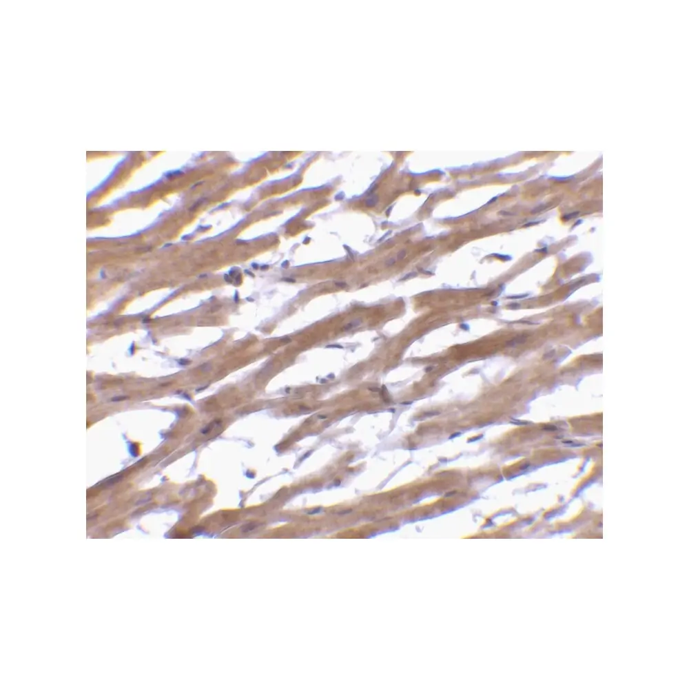 ProSci 3667 BAP29 Antibody, ProSci, 0.1 mg/Unit Secondary Image