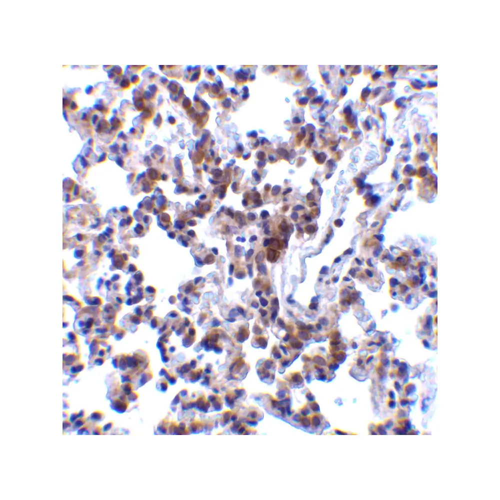 ProSci 3665_S BAP31 Antibody, ProSci, 0.02 mg/Unit Quaternary Image