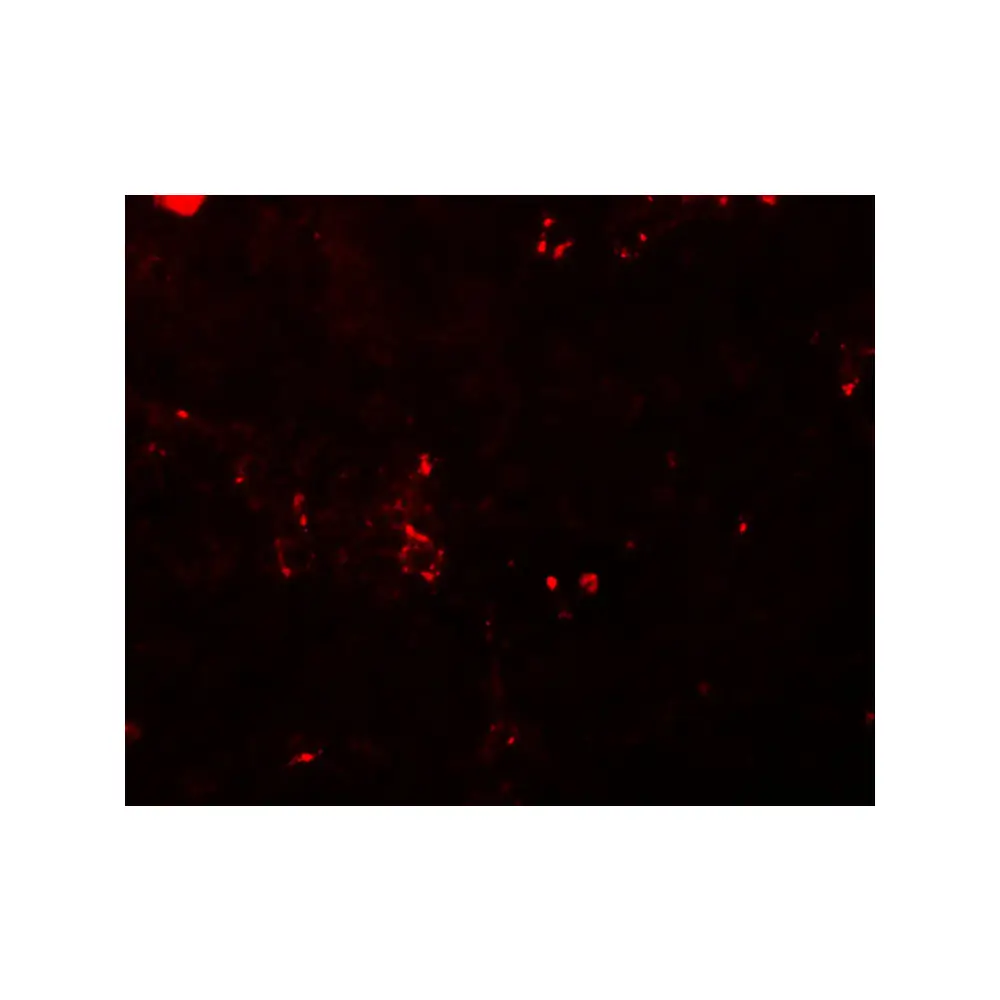 ProSci 5627_S BCAS2 Antibody, ProSci, 0.02 mg/Unit Tertiary Image