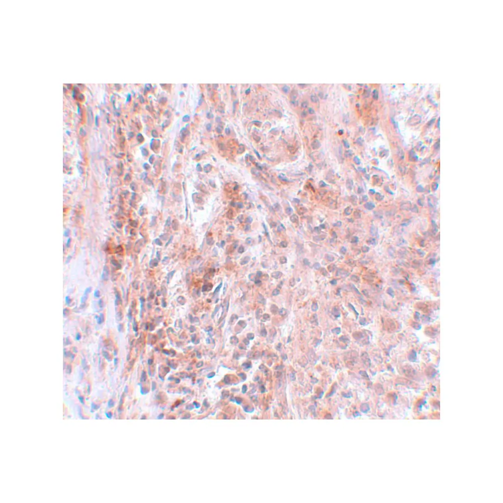 ProSci 5627_S BCAS2 Antibody, ProSci, 0.02 mg/Unit Secondary Image