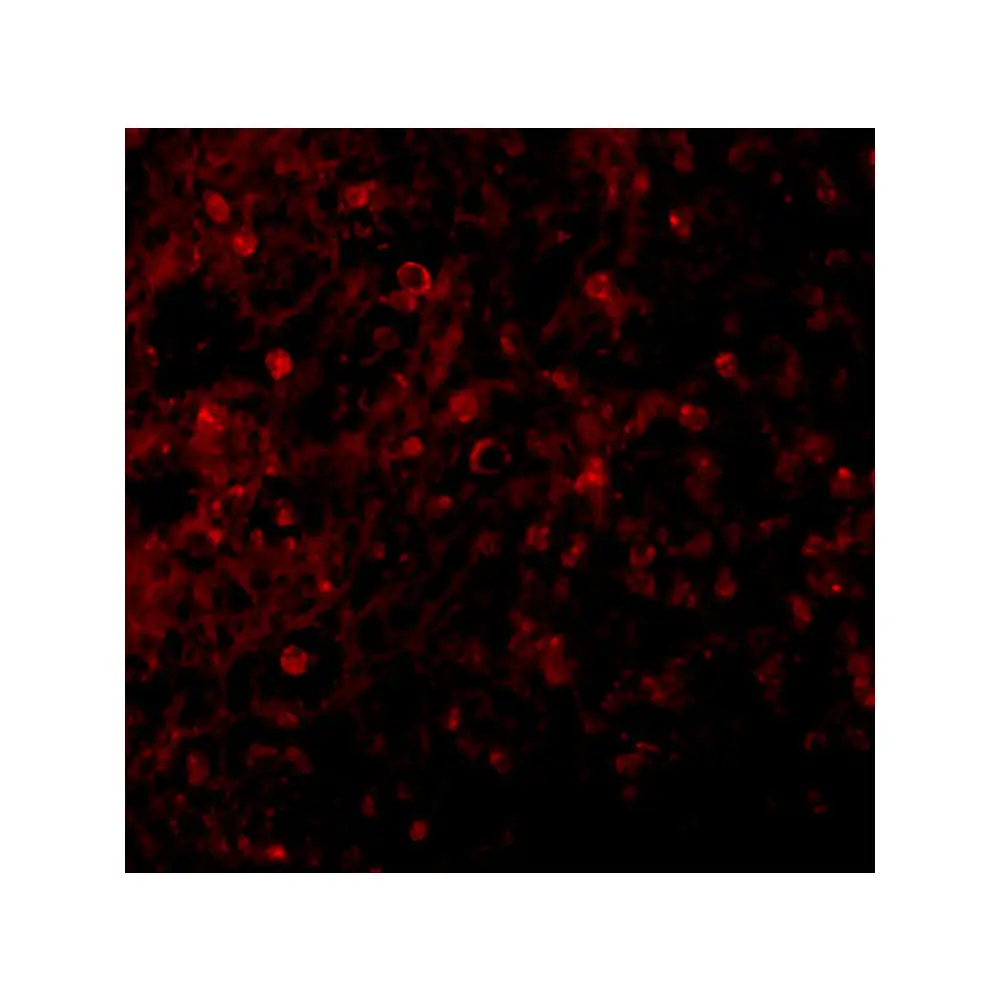 ProSci 2397 BCMA Antibody, ProSci, 0.1 mg/Unit Tertiary Image