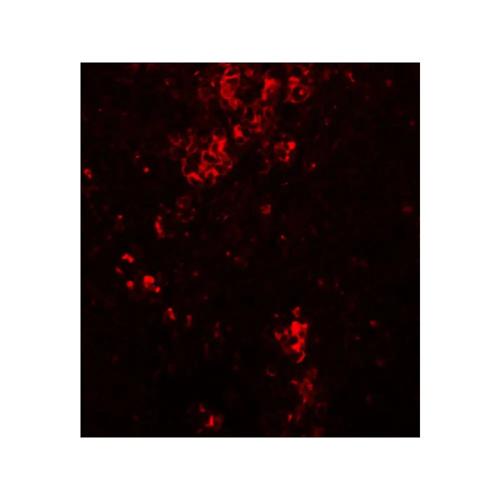 ProSci 5591 BFAR Antibody, ProSci, 0.1 mg/Unit Tertiary Image