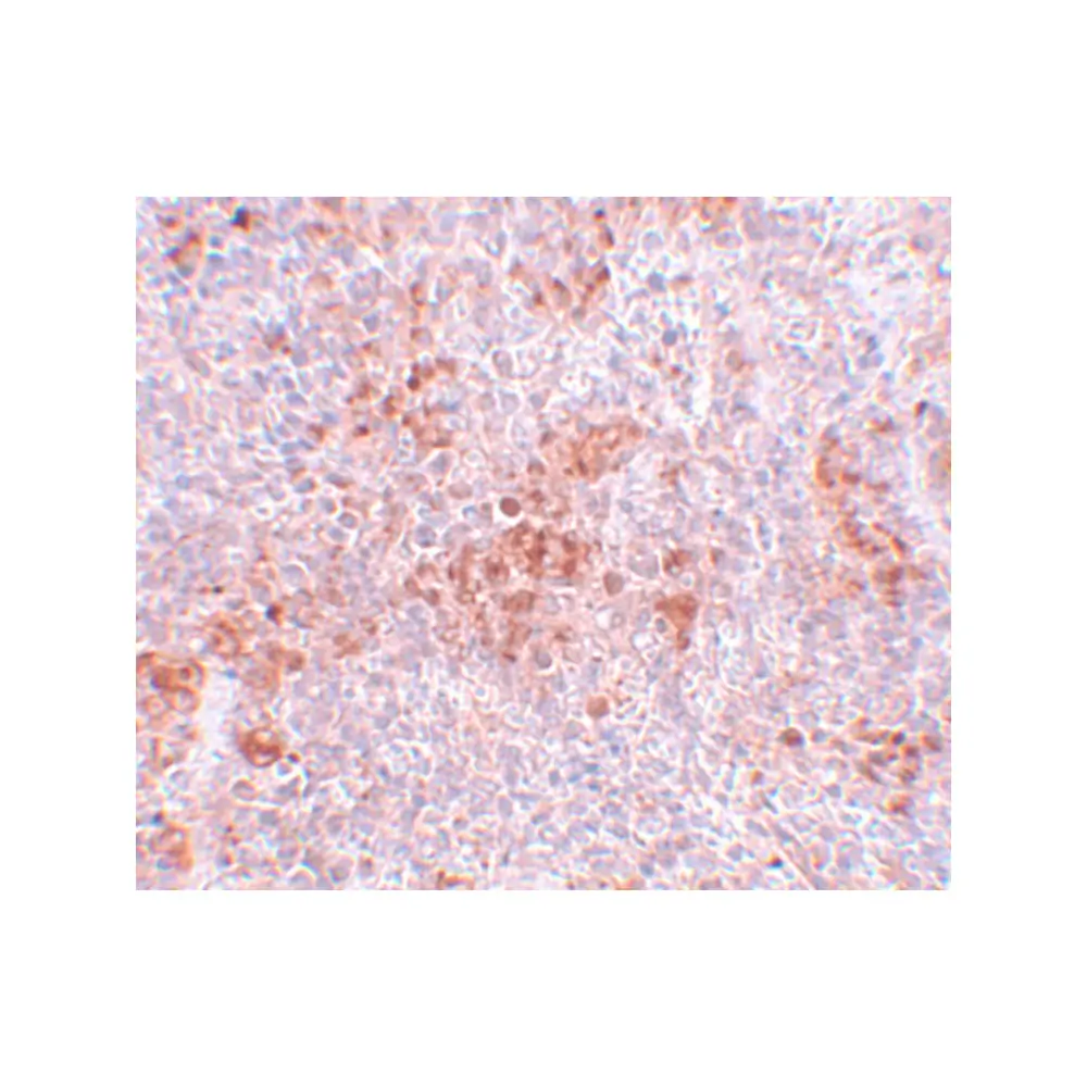 ProSci 5591 BFAR Antibody, ProSci, 0.1 mg/Unit Secondary Image