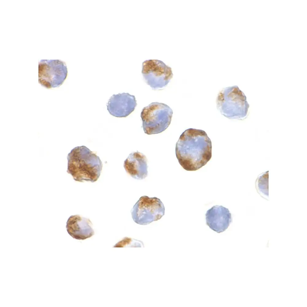 ProSci 3755_S BMI-1 Antibody, ProSci, 0.02 mg/Unit Secondary Image