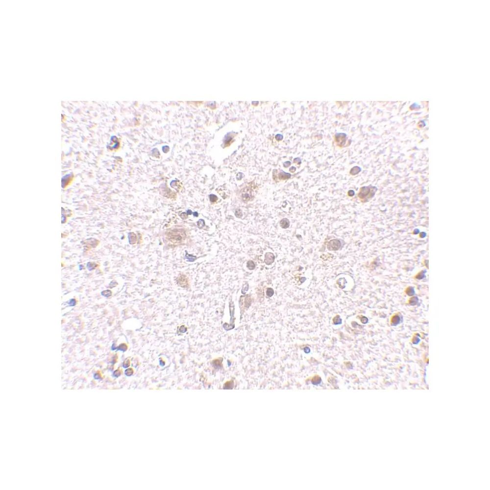 ProSci 4329 BRCC45 Antibody, ProSci, 0.1 mg/Unit Secondary Image