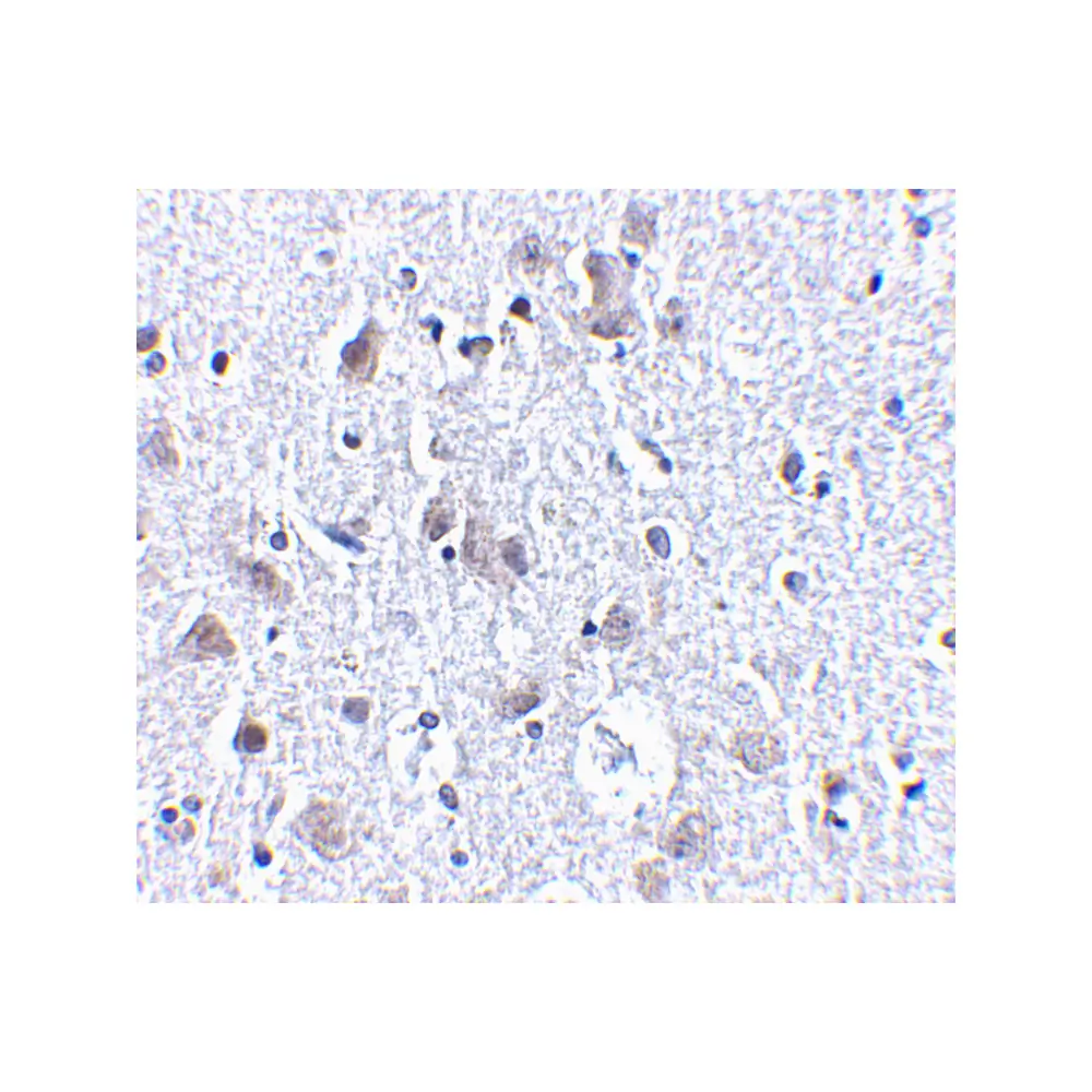 ProSci 4081 BRSK1 Antibody, ProSci, 0.1 mg/Unit Secondary Image