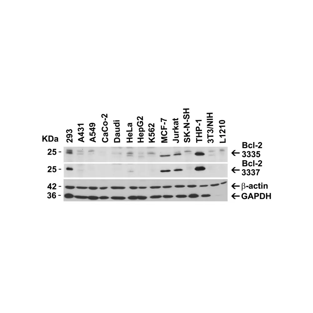 ProSci 3335_S Bcl-2 Antibody, ProSci, 0.02 mg/Unit Secondary Image