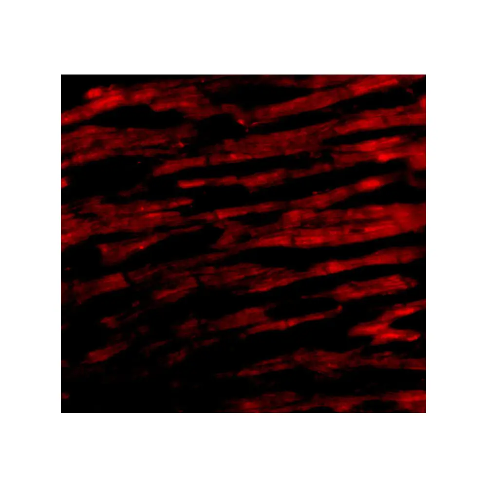 ProSci 3023_S Bcl-rambo Antibody, ProSci, 0.02 mg/Unit Tertiary Image