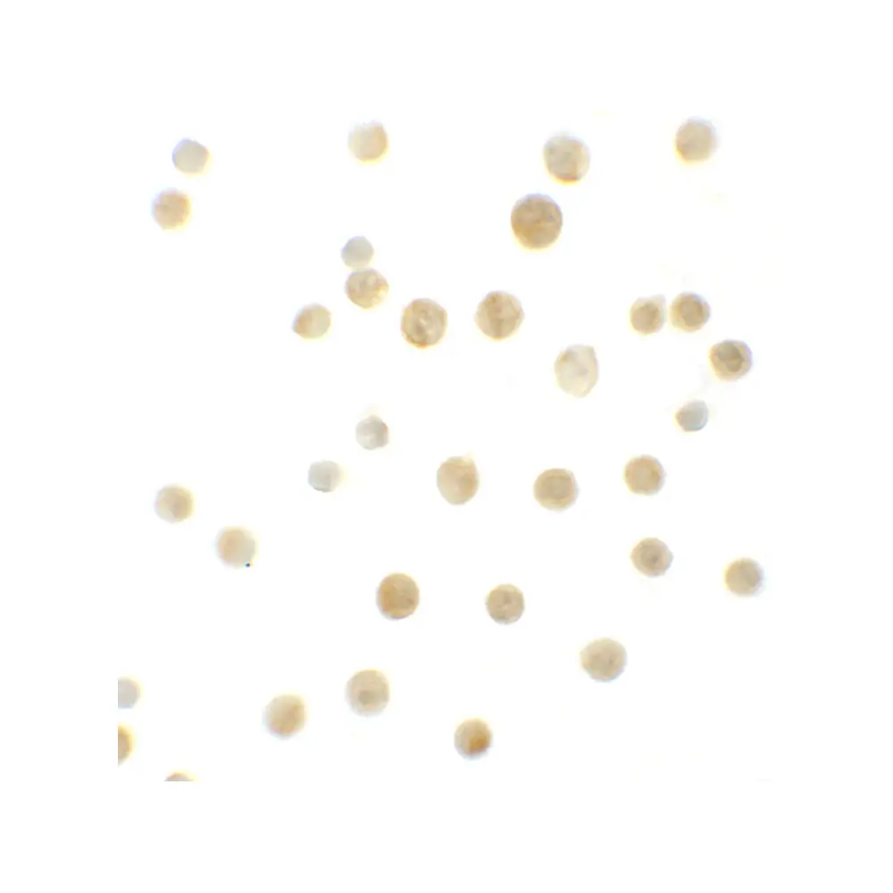 ProSci 6213_S Bcl9L Antibody, ProSci, 0.02 mg/Unit Secondary Image