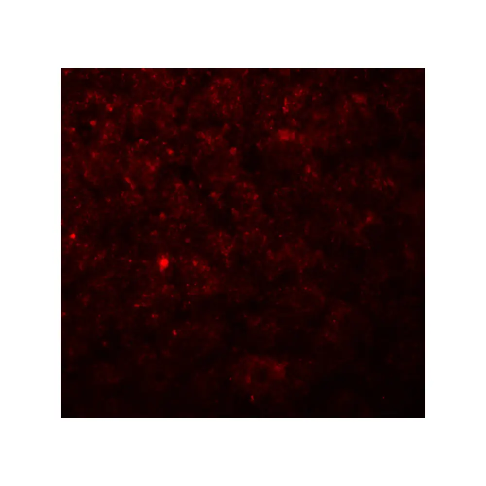 ProSci 7619_S Betatrophin Antibody, ProSci, 0.02 mg/Unit Quaternary Image