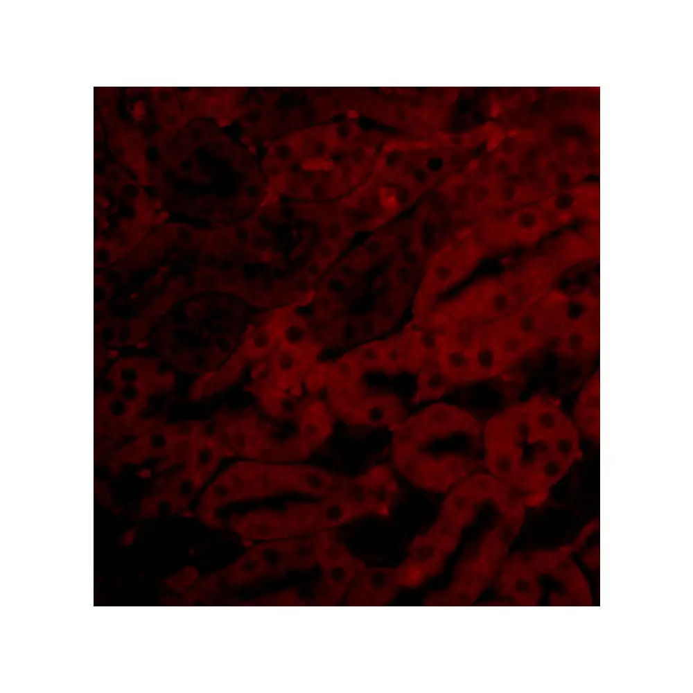 ProSci 3875_S Bfl-1 Antibody, ProSci, 0.02 mg/Unit Tertiary Image