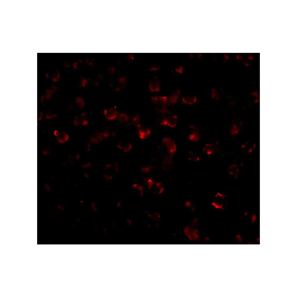 ProSci PM-4819_S Bim Antibody [1C2C8] , ProSci, 0.02 mg/Unit Tertiary Image